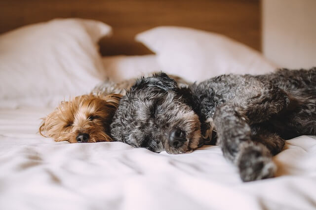 Sleeping dogs