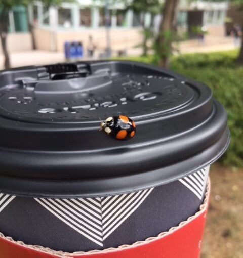 Coffee Cup and Ladybug