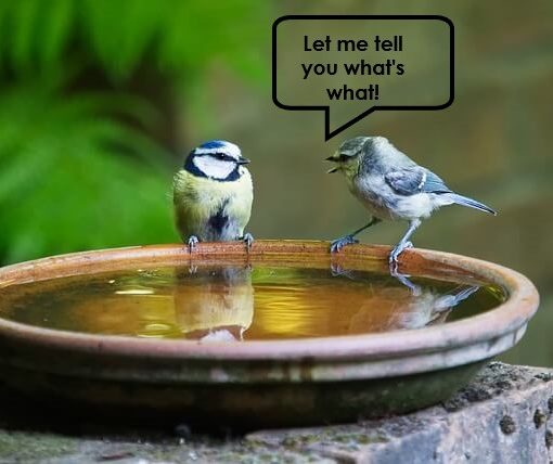 two birds at a birdbath and one appears to be telling the other what's what