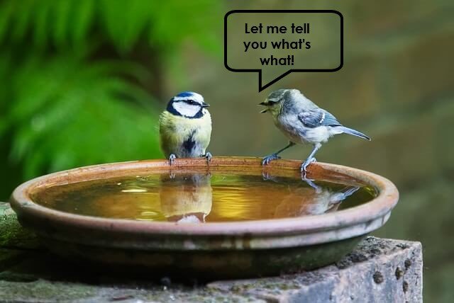 two birds at a birdbath and one appears to be telling the other what's what