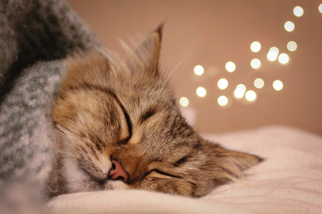 sleeping cat under blanket